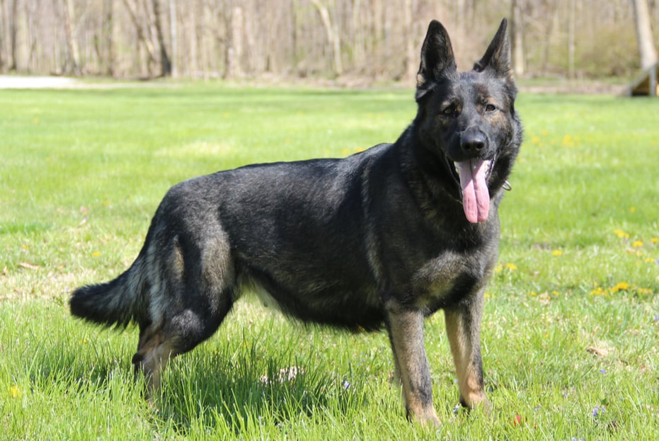 Our breeding males and females- Impact Dogs